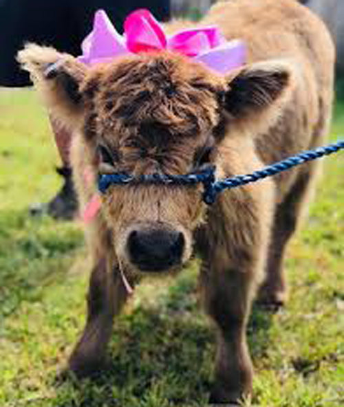 mini cow in pink bow