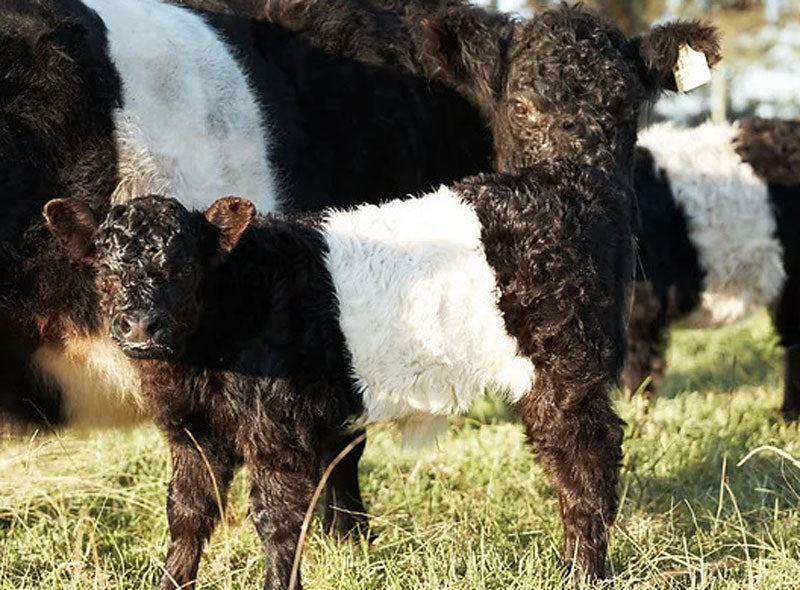 group of black and white Belted Galloway cows in a field