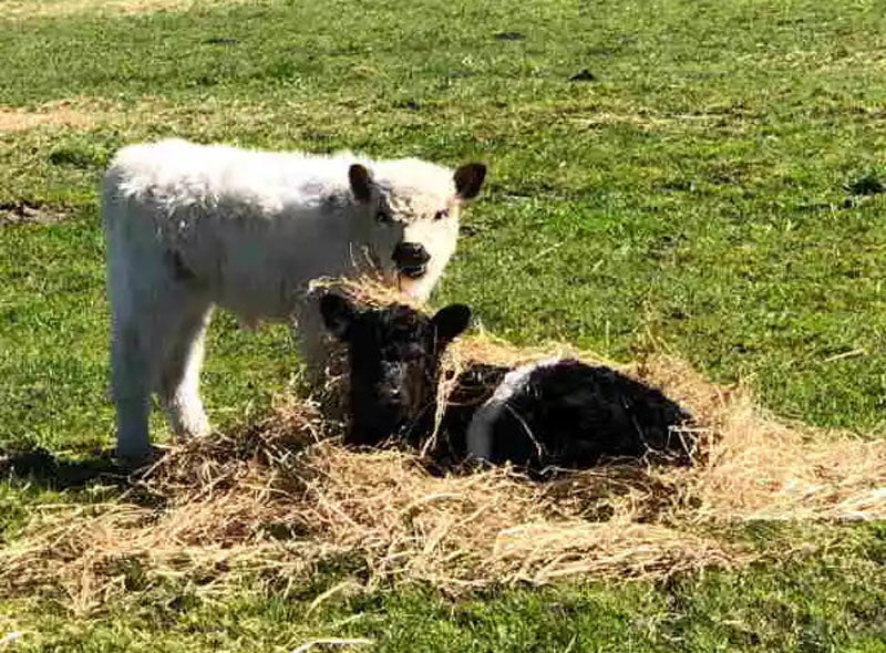mini Belted Galloway lying on hay