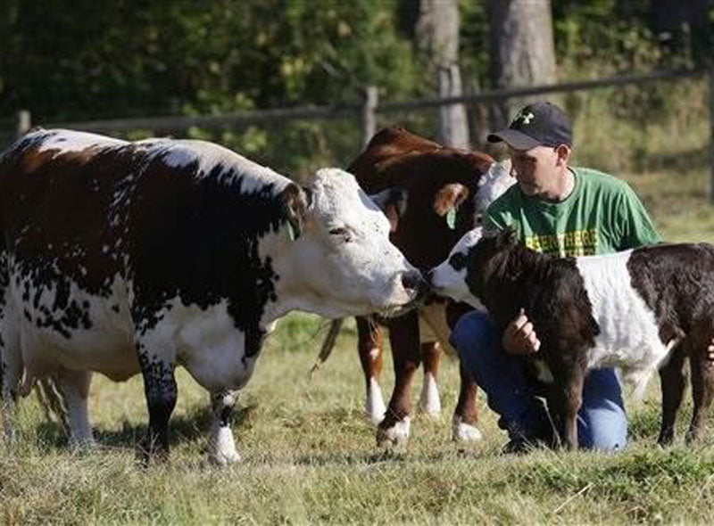 tiny cow and its calf touching noses