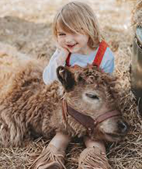 mini cow lying in young girl's lap