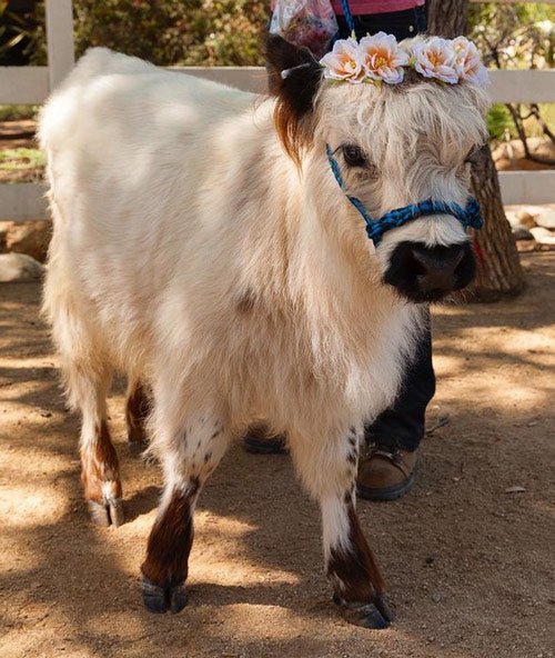 mini cow with flower crown