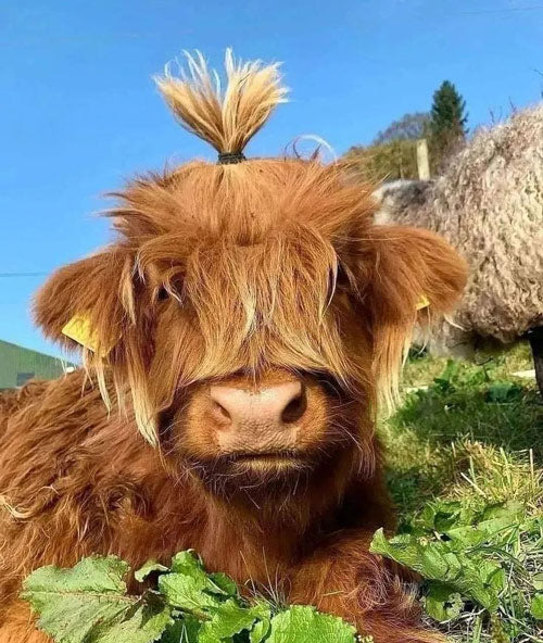 mini cow with ponytail hairdo