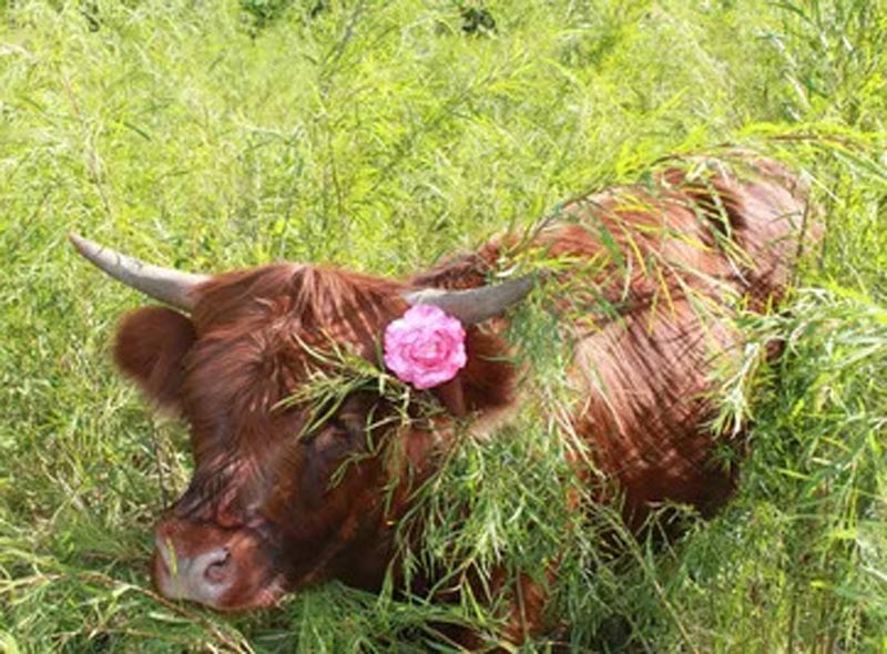 micro cow with flower crown