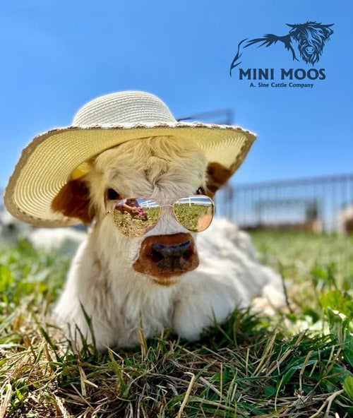 mini cow with hat and sunglasses