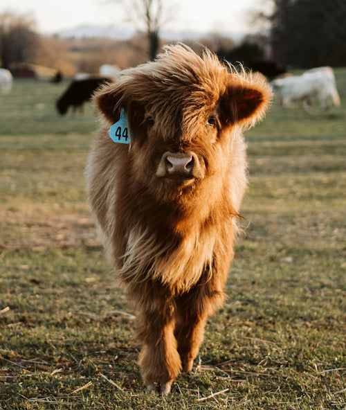 pasture puppy with fluffy coat