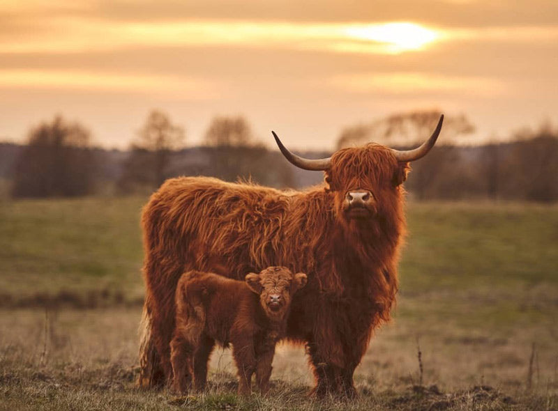 micro mooer with longhorns