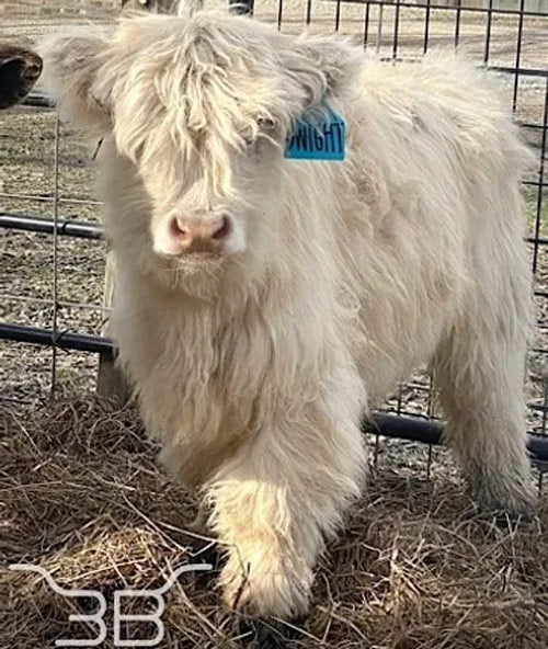 mini cow with well-groomed fuzzy hair