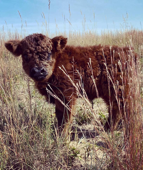 dark-colored mini cow with round ears