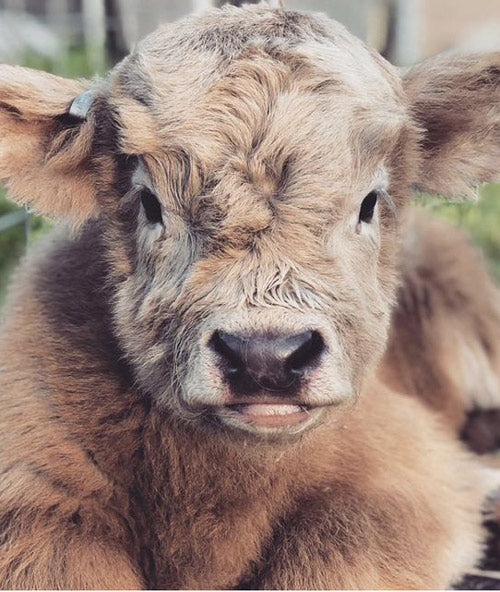 mini cow resting on grass