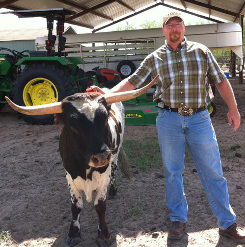 waist-high Texas Longhorn standing next to cowboy