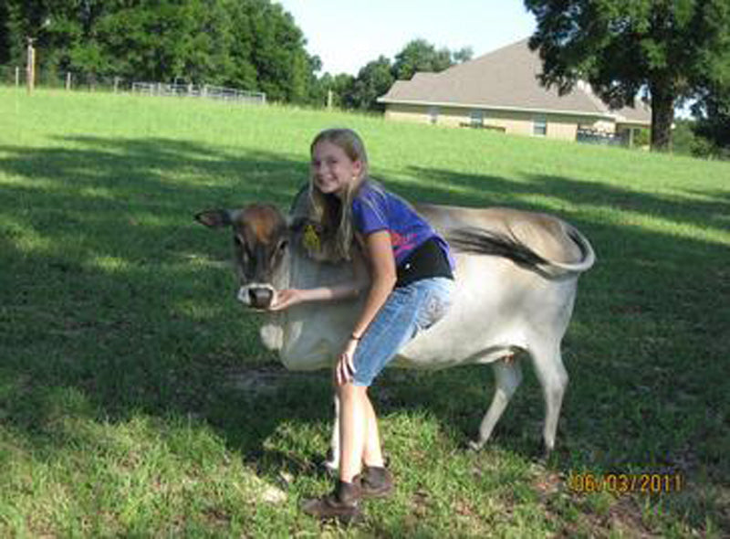 mini Zebu with lady leaning