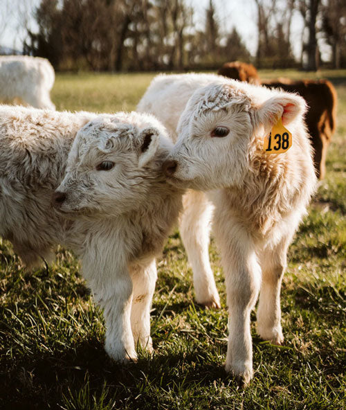 two white mini cows