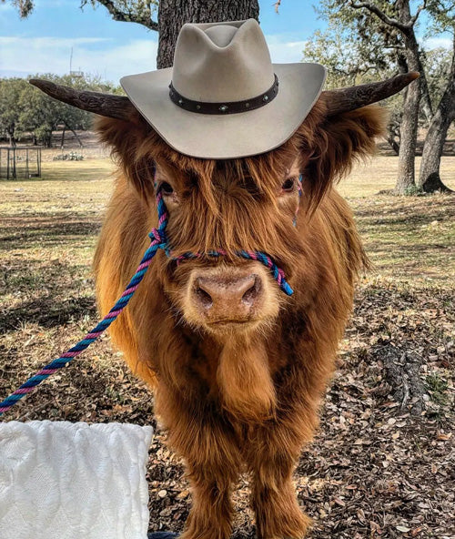 miniature cow in cowboy hat