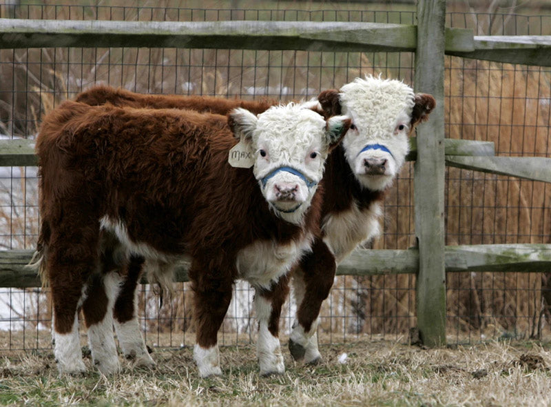 two small brown cows