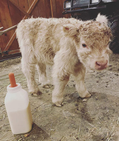 mini cow next to milk bottle