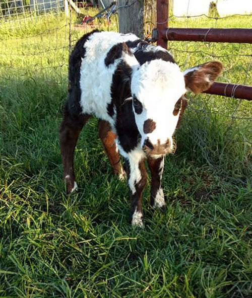 patchwork mini cow