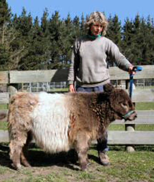 waist-high cow standing next to lady