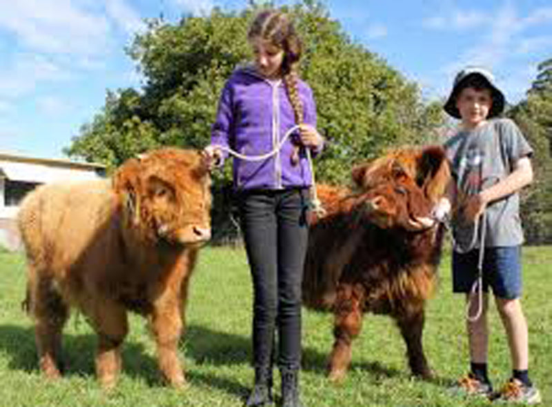 micro cows in field with children