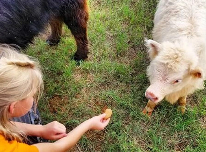 white mini cow looking at child's hand