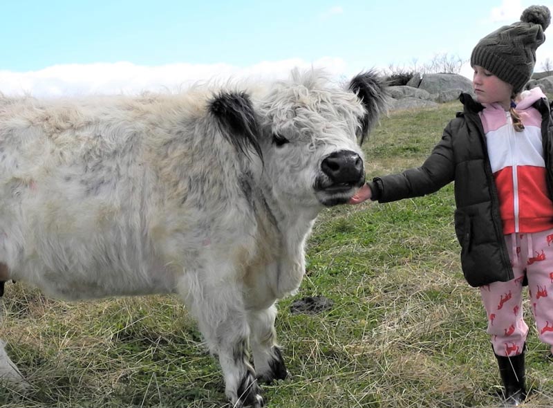 mini cow with young girl