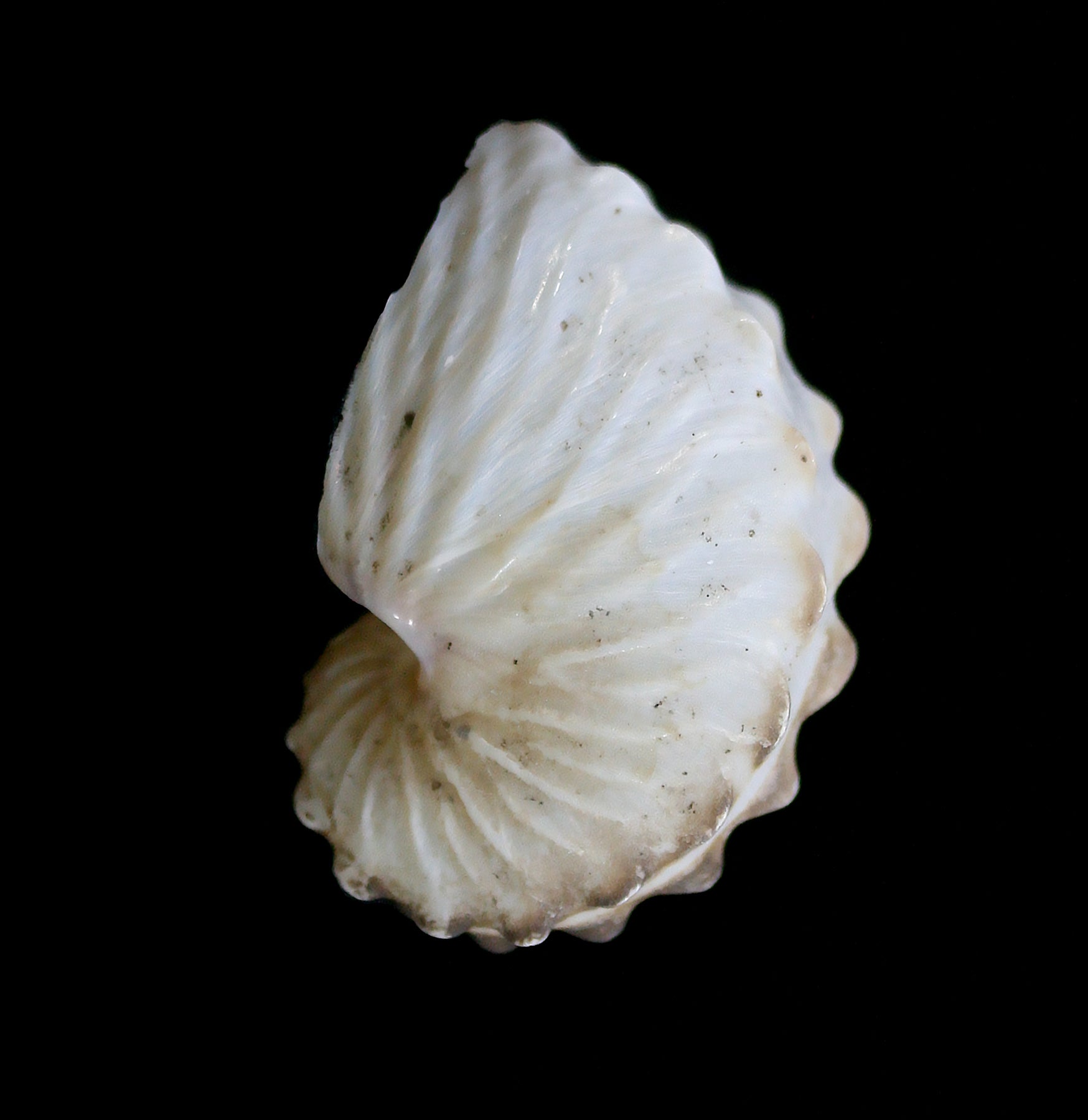 Brown Paper Nautilus Shell
