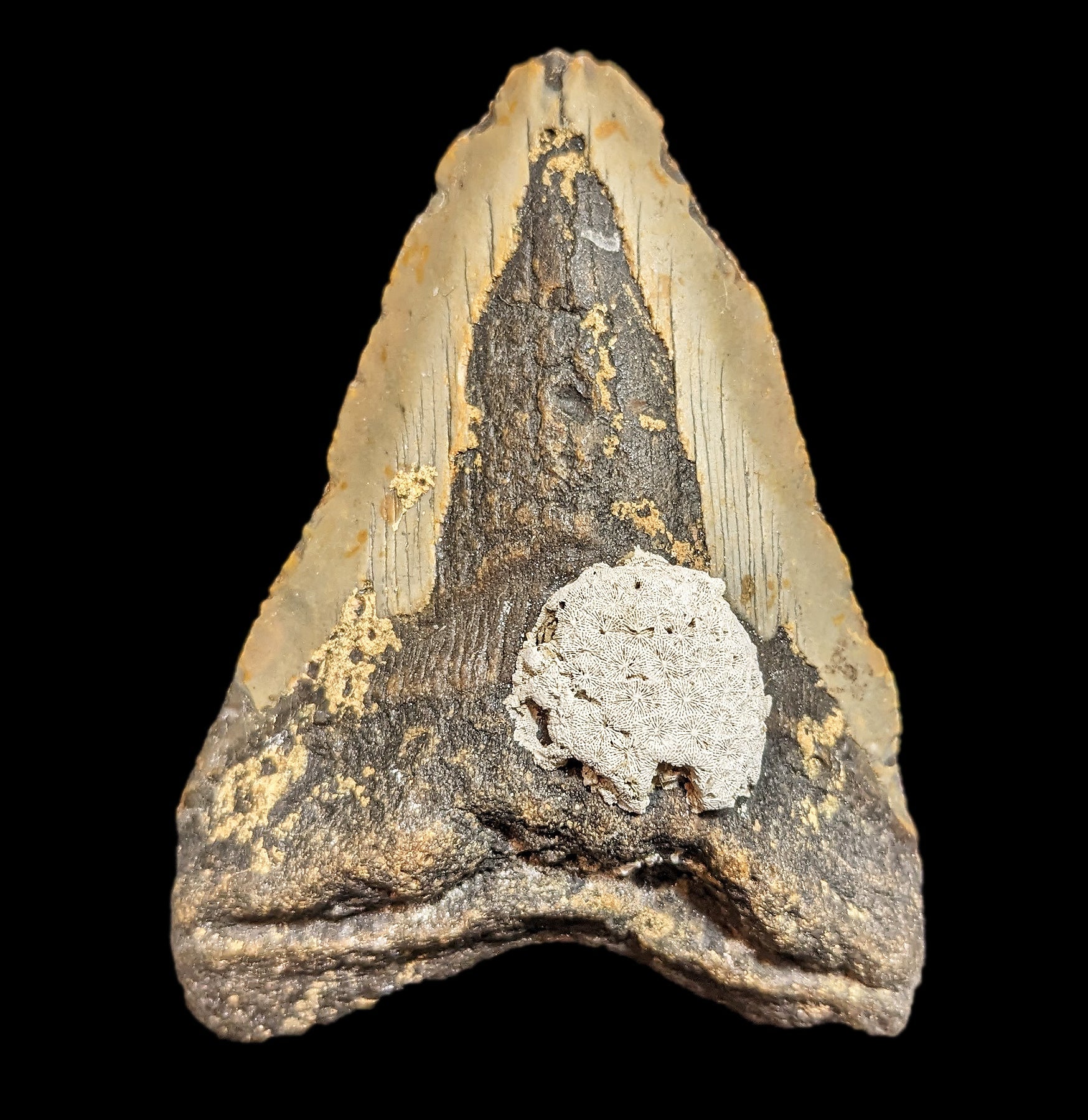 Megalodon Tooth with Coral Specimen #32