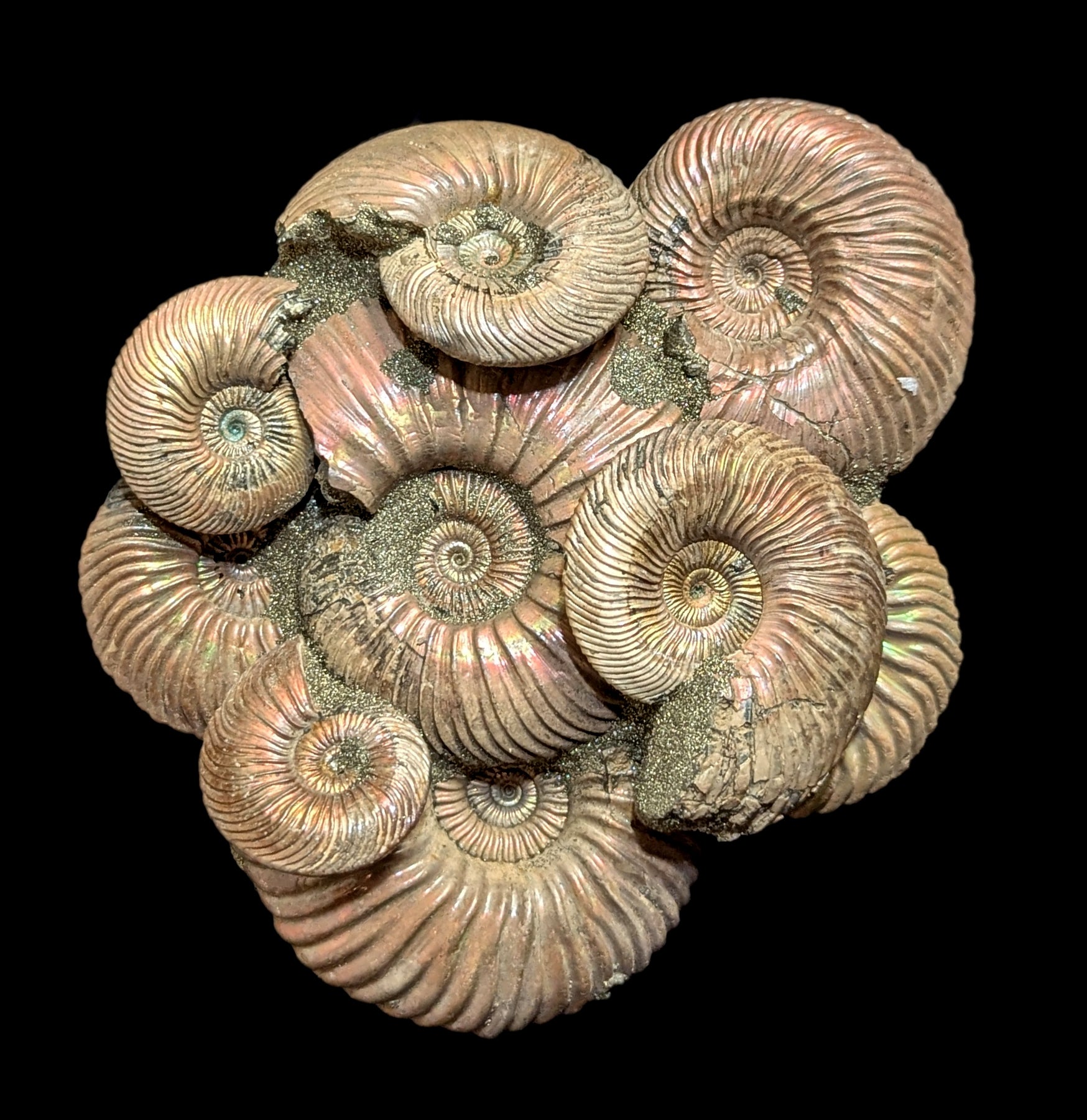 Ammonites on Composite Matrix