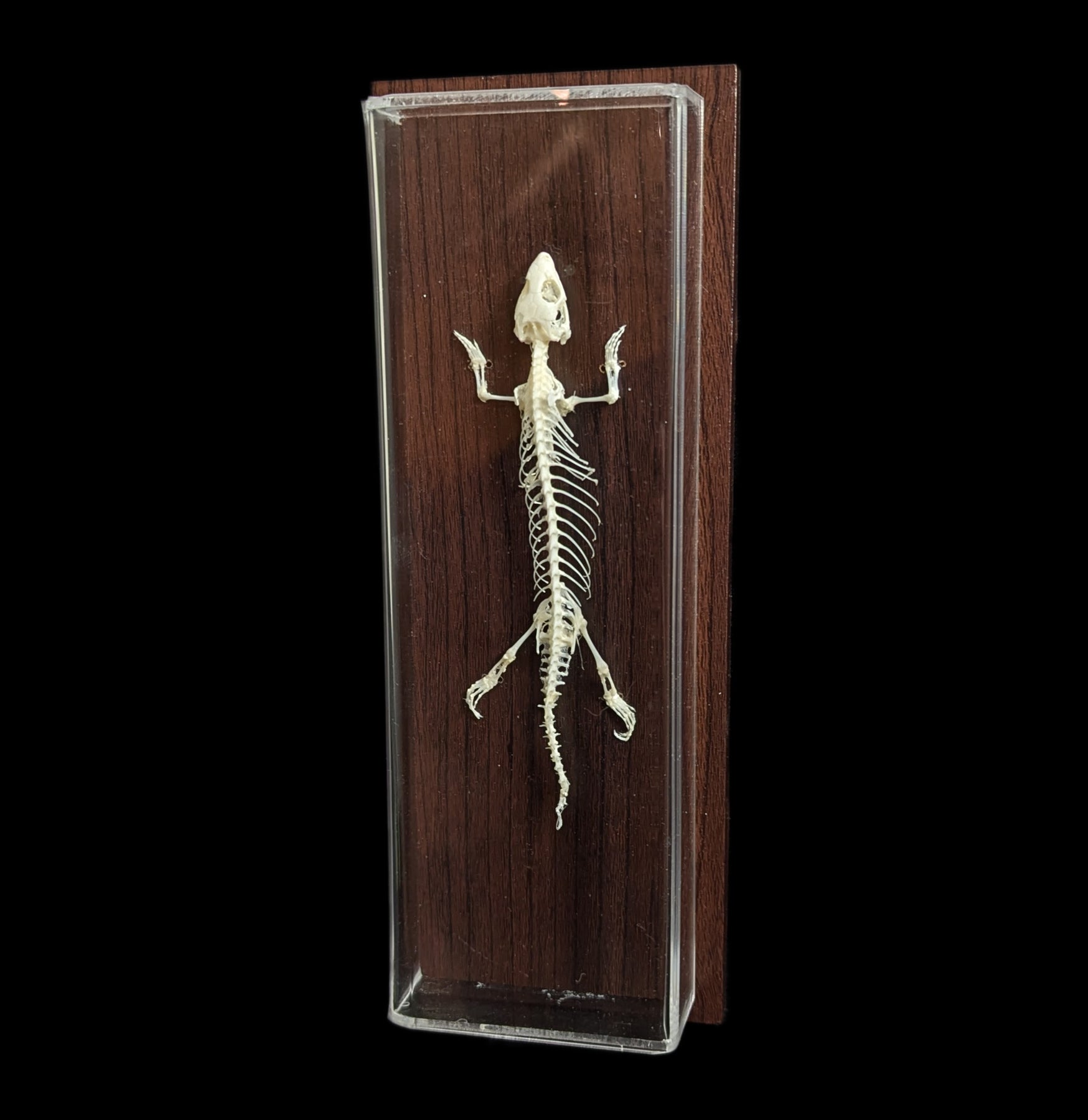 Articulated Lizard Skeleton