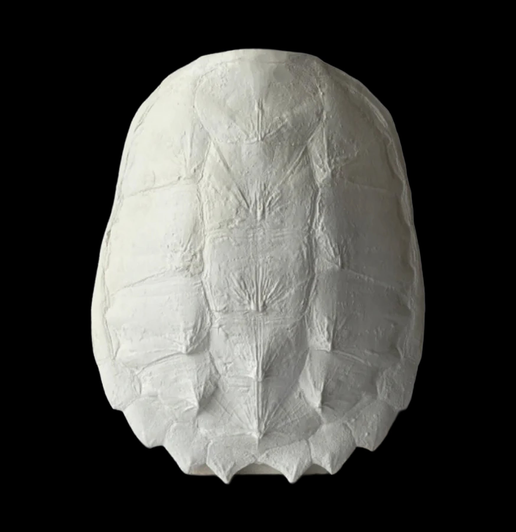 Plaster Snapping Turtle Shell