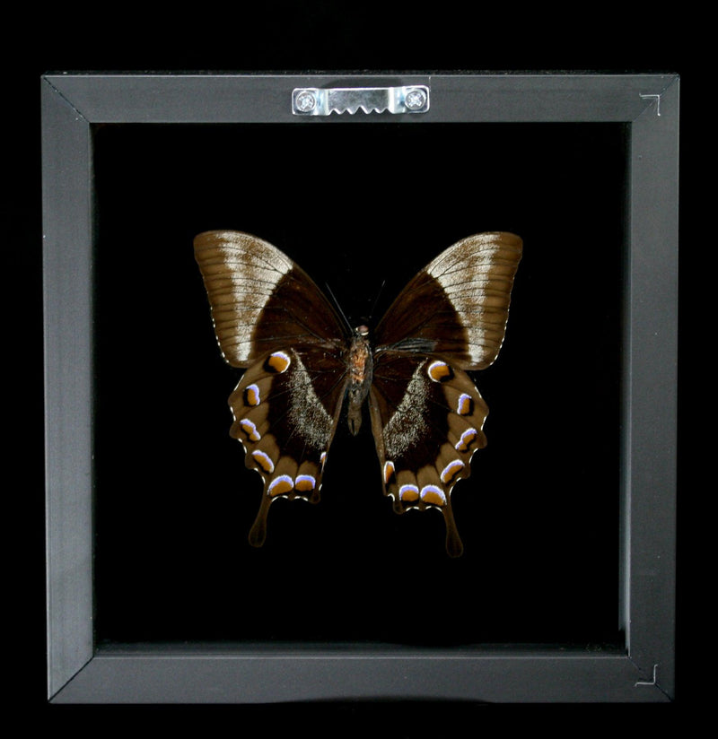 Double Glass Framed Papilio Ulysses Butterfly - Paxton Gate