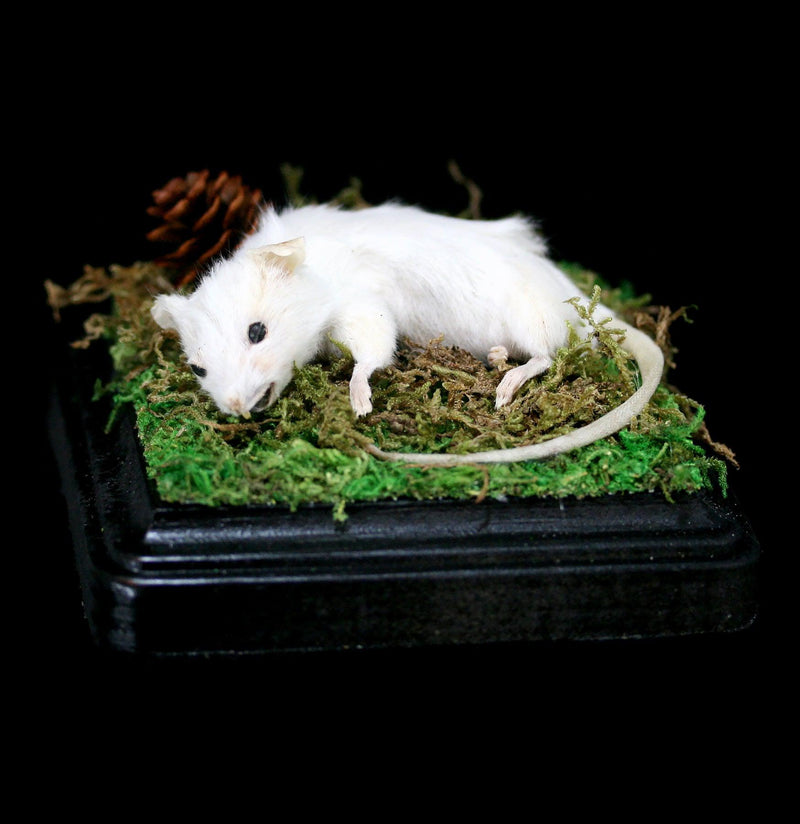 Curled White Mouse Taxidermy-Taxidermy-Classic mouse parade-PaxtonGate