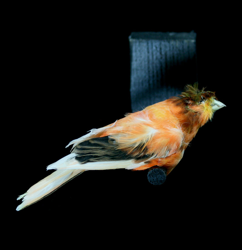 Orange Taxidermy Canary-Taxidermy-Kevin Triolo Taxidermy-PaxtonGate