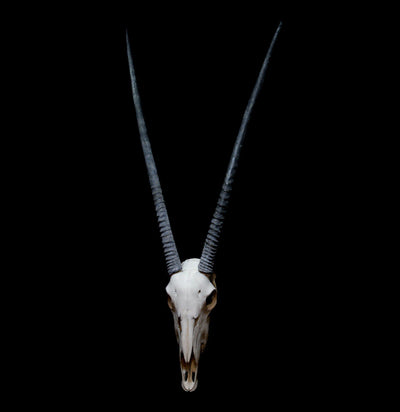Gemsbok Skull with Horn-Skulls-African Crafts Market-PaxtonGate