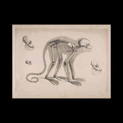 Monkey Skeleton Matte Poster-Poster-Printify-PaxtonGate