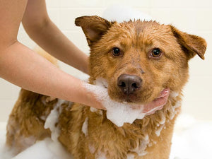 how to get dog in bathtub