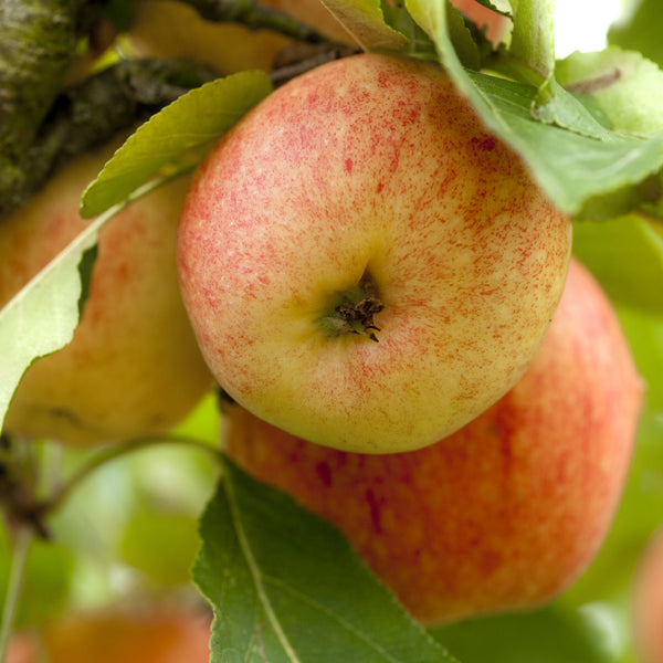 Red Rome Apple Trees For Sale at Ty Ty Nursery