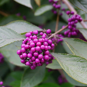 White Fruited Asian Beautyberry