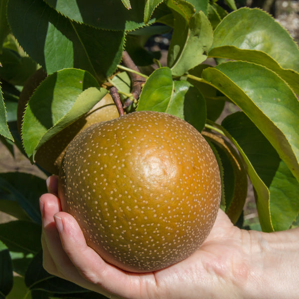 Honey Crisp Apple Tree – Green Thumbs Garden