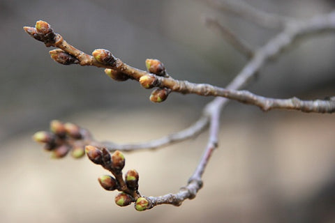 Fall Tree Buds