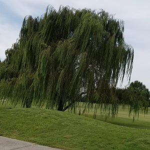 Green Weeping Willow Tree – Green Thumbs Garden