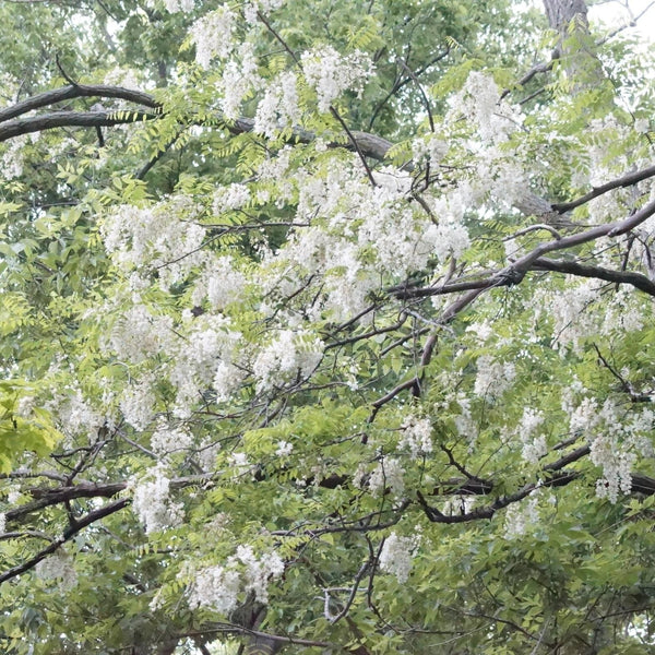 Black Cherry Tree – Green Thumbs Garden