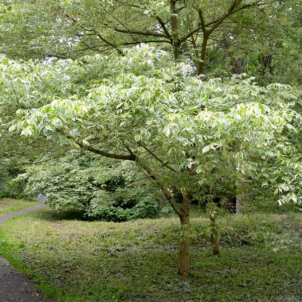 American Elm Tree – Green Thumbs Garden