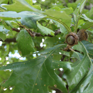 American Elm Tree – Green Thumbs Garden