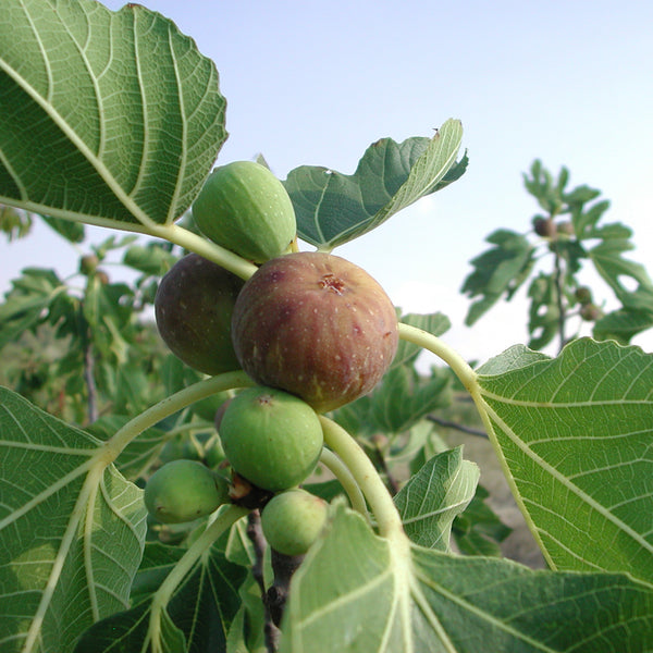 White Beauty Mulberry Tree - Just Fruits and Exotics