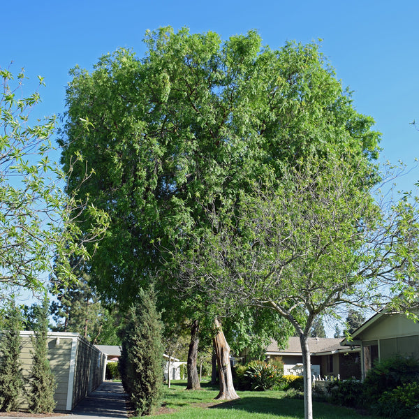 White Mulberry Tree – Green Thumbs Garden