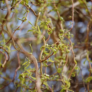 Niobe Willow Tree – Green Thumbs Garden