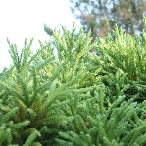 Japanese Black Pine Tree – Green Thumbs Garden