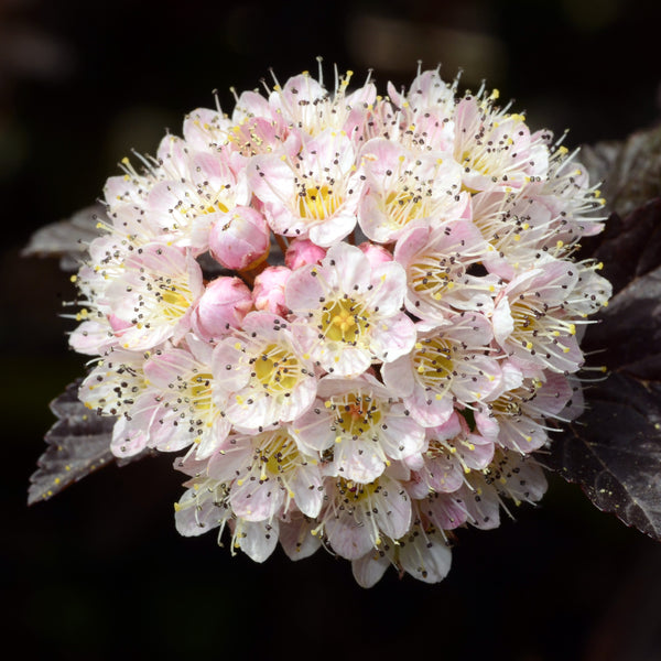 Fuji Apple Tree – Green Thumbs Garden