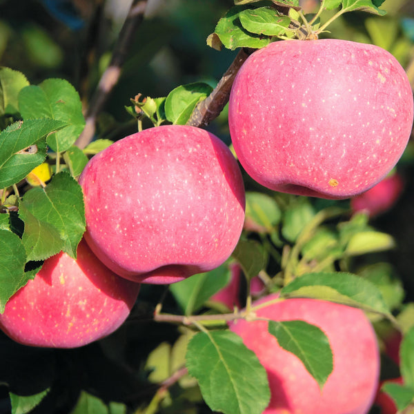 Malus Pink Lady Apple Tree - Sugar Creek Gardens